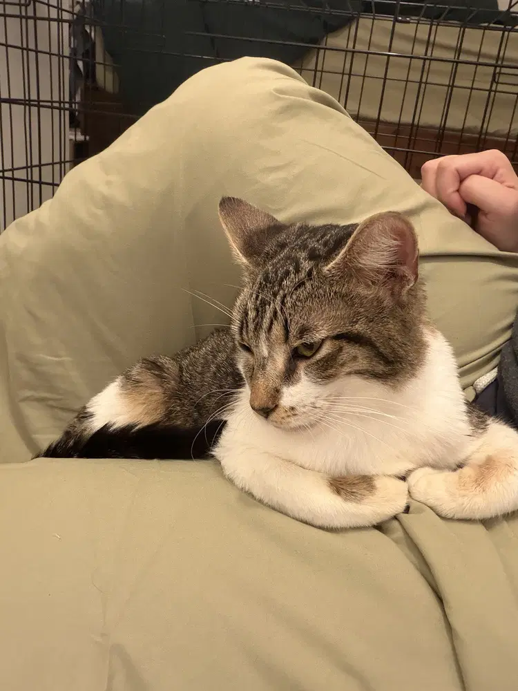 Maple - Domestic Short Hair