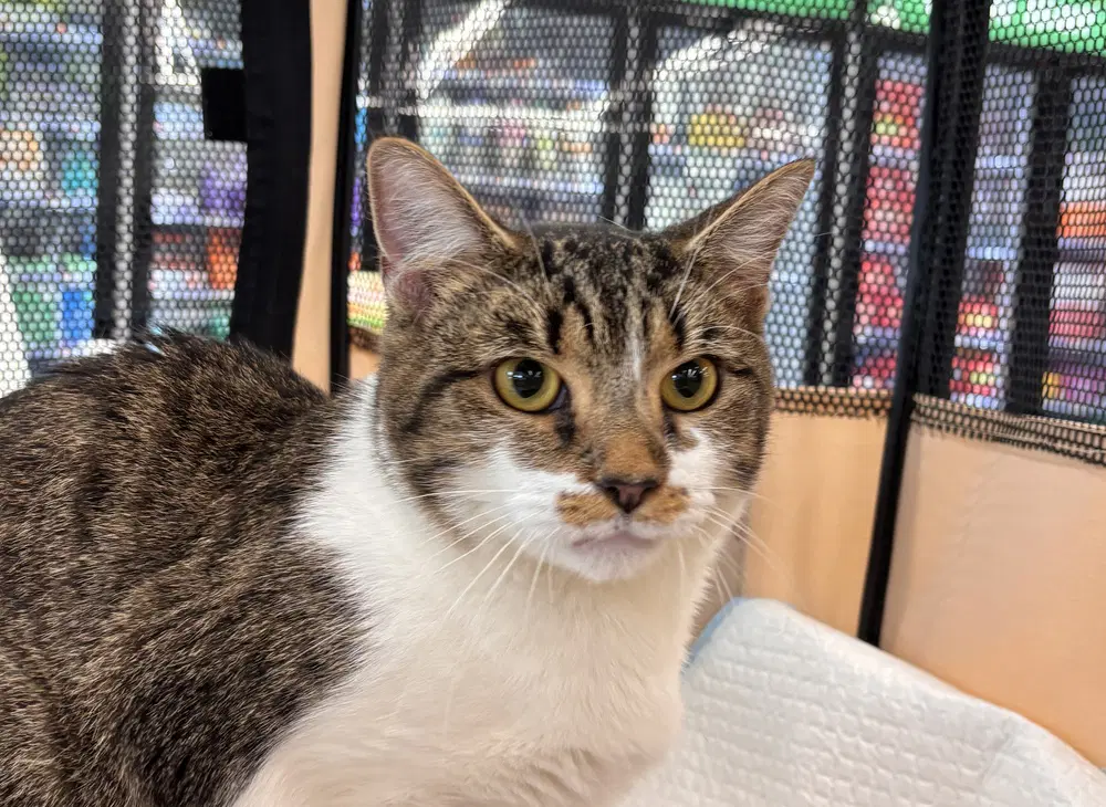 Maple - Domestic Short Hair