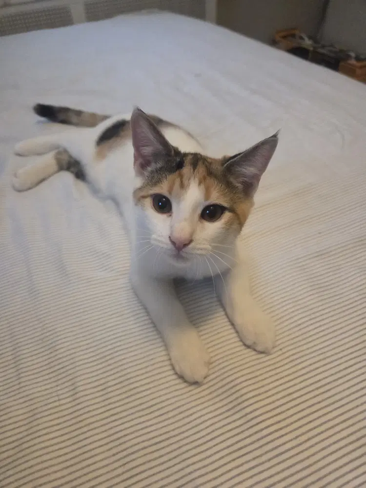 Rosalina - Domestic Short Hair