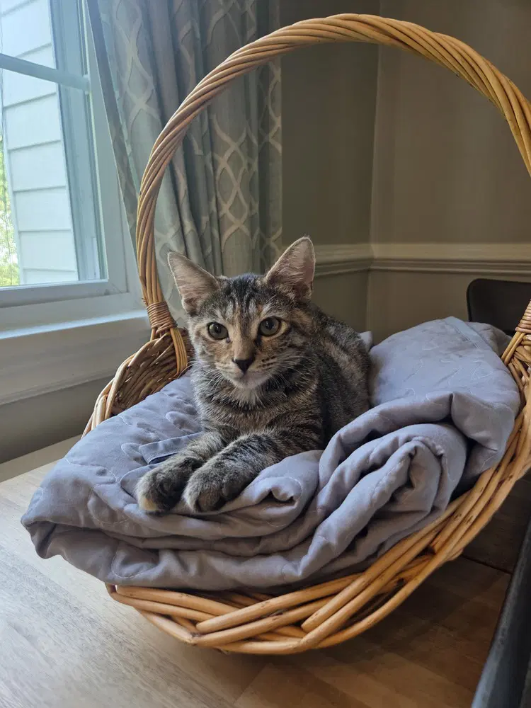 Peach - Domestic Short Hair