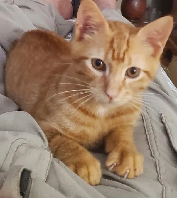Zepher - Domestic Short Hair