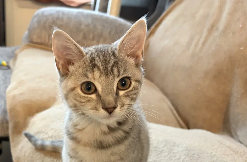 Keeley - Domestic Short Hair
