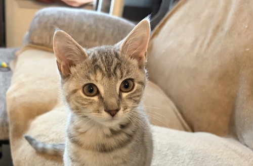 picture of the cat needing adoption
