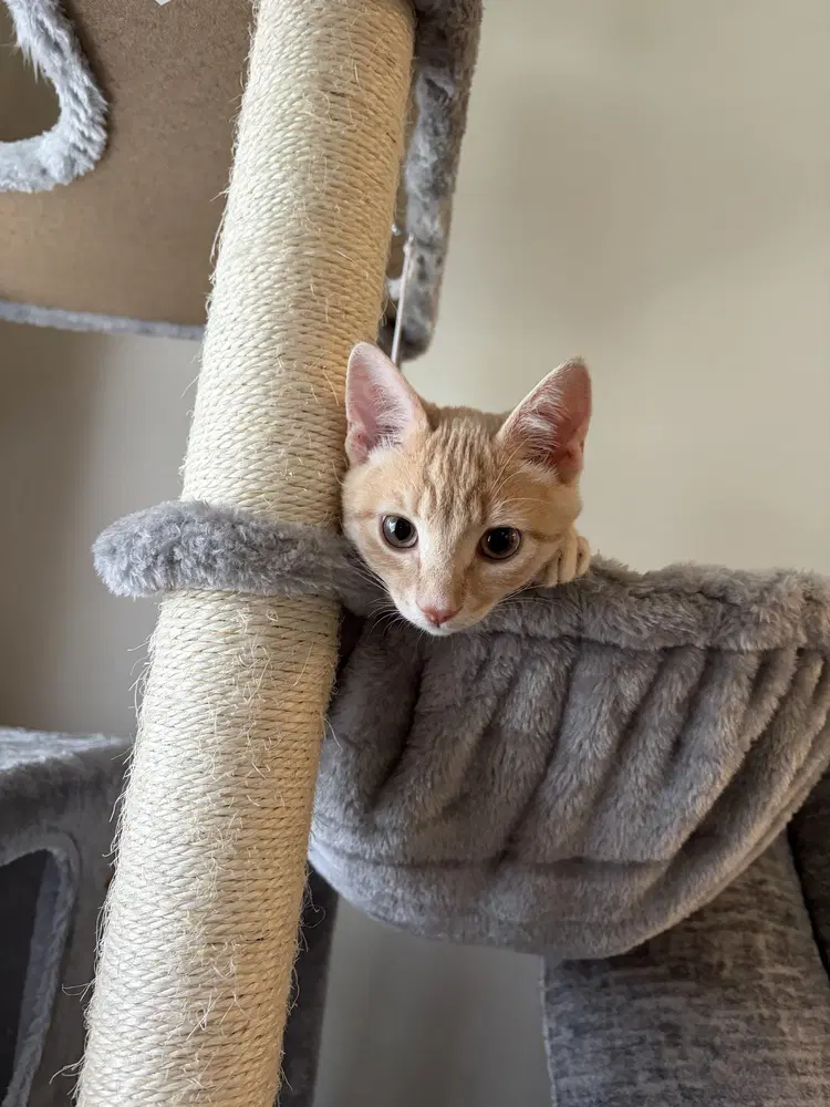 Lasso - Domestic Short Hair