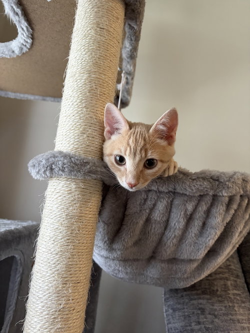 picture of the cat needing adoption