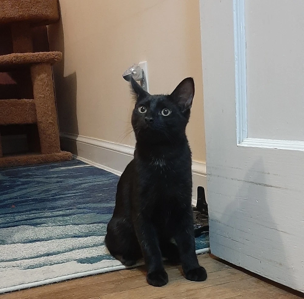 Merlin