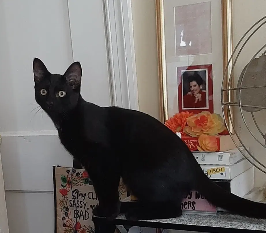 Merlin image 2