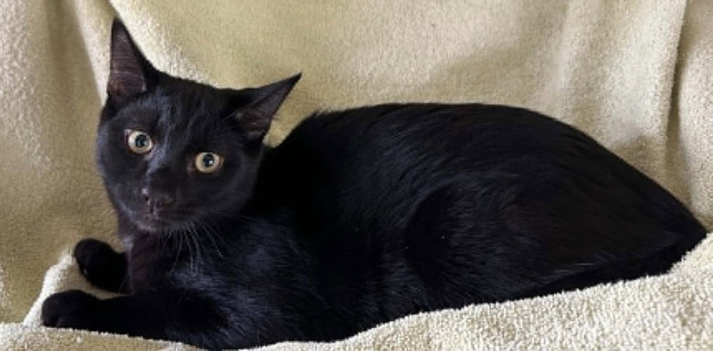 Merlin, Domestic Short Hair