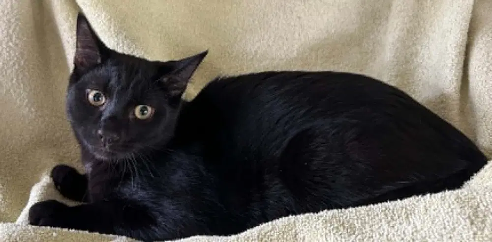 Merlin - Domestic Short Hair