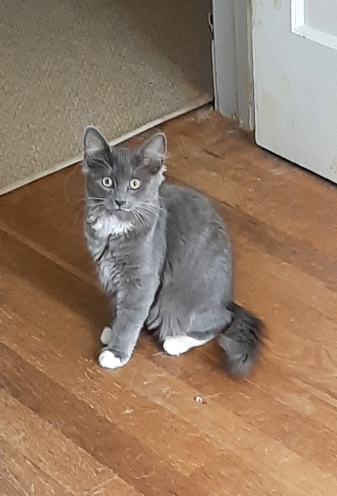 Lilly, cat — photo 1 of 3