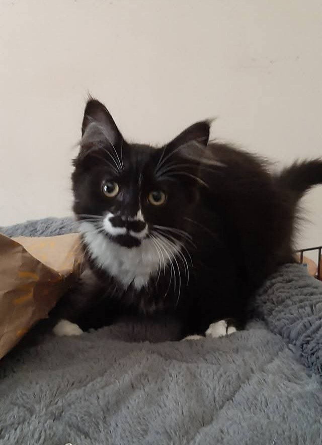 Heidi, cat — photo 1 of 2