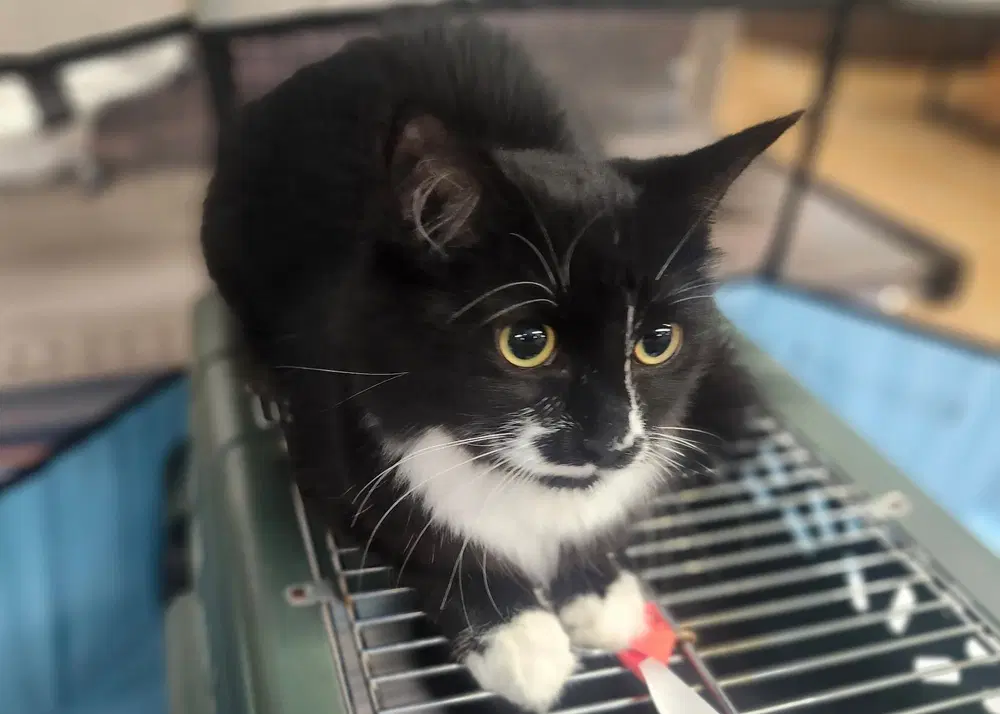 Heidi - Domestic Medium Hair