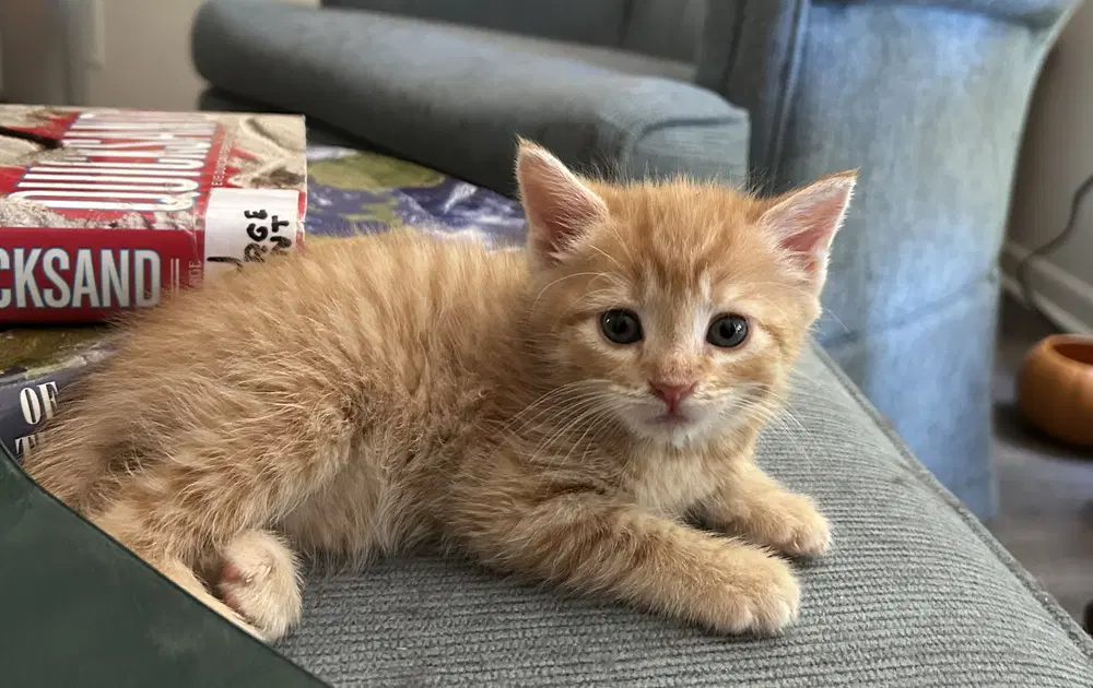 Bella - Domestic Medium Hair