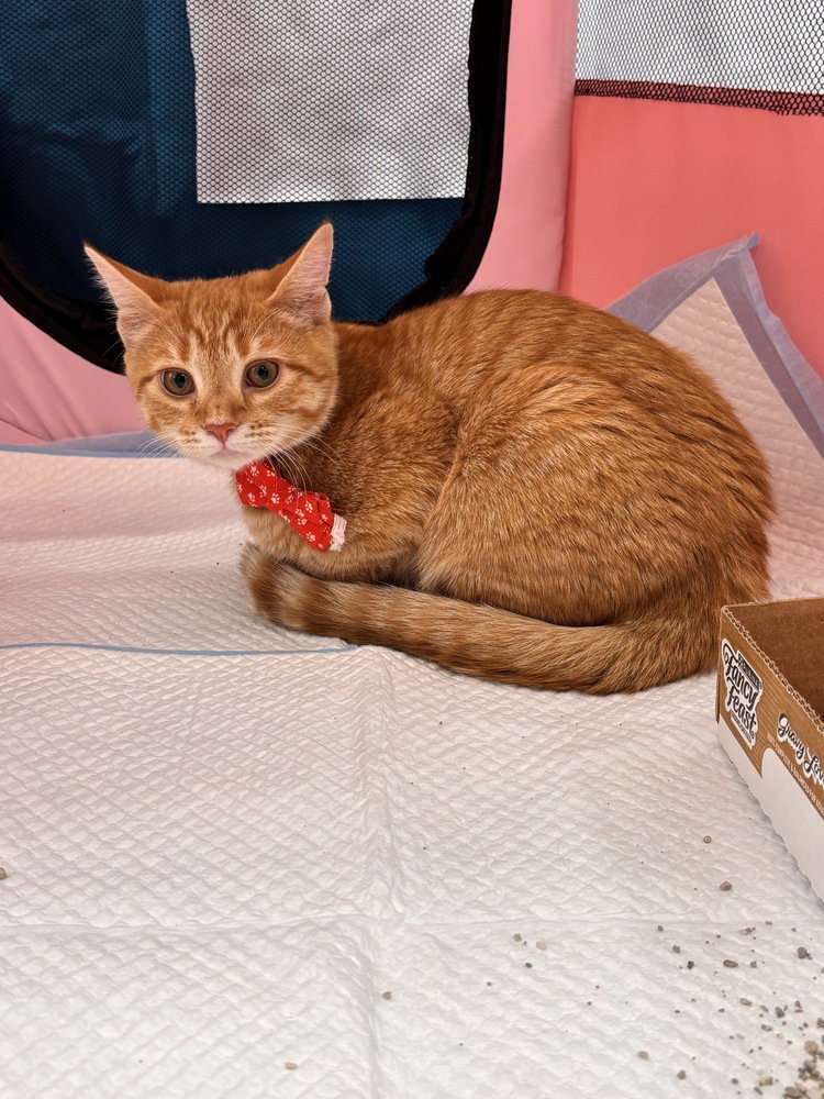 Bella, photo 2