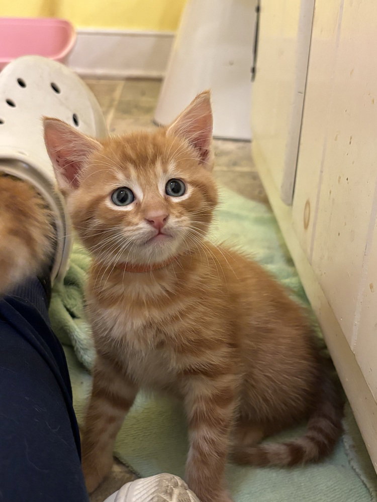 Timmy, cat — photo 1 of 4