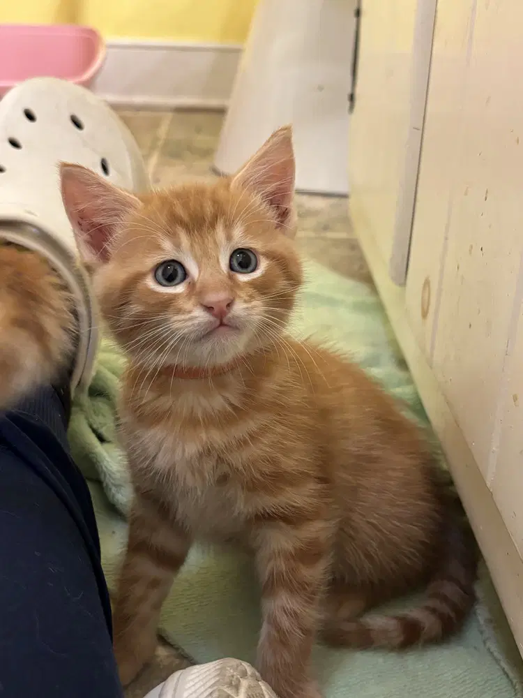 Timmy - Domestic Short Hair