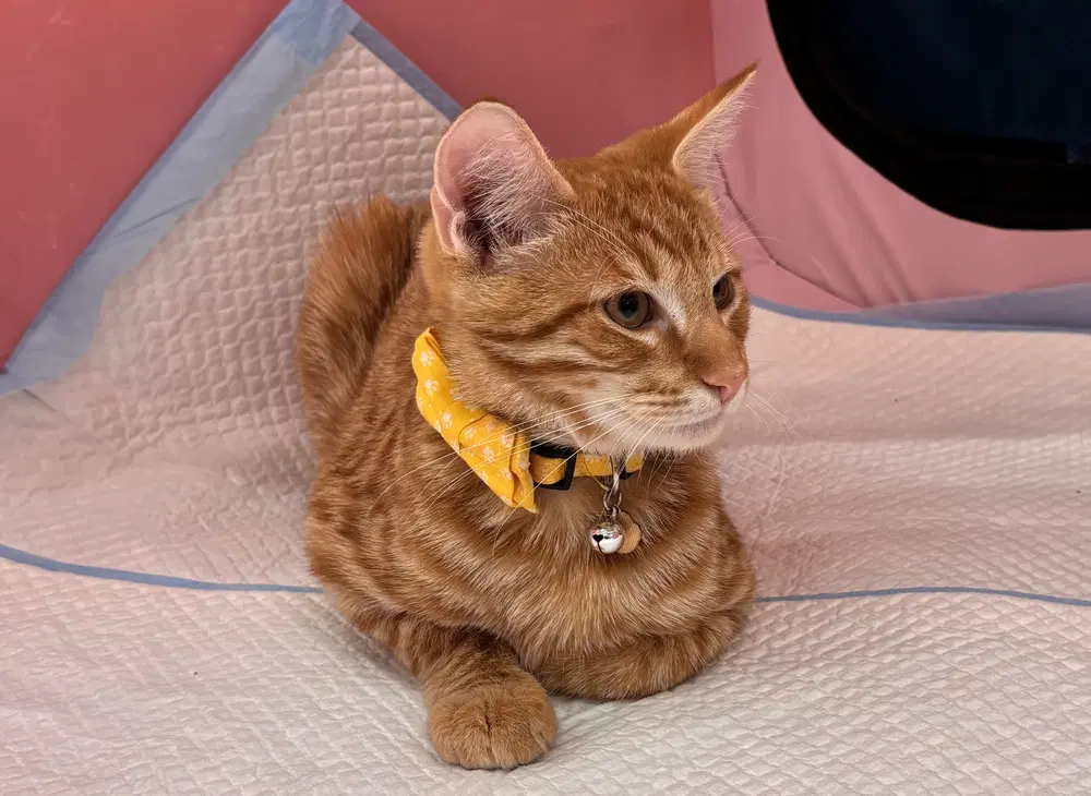 Timmy - Domestic Short Hair