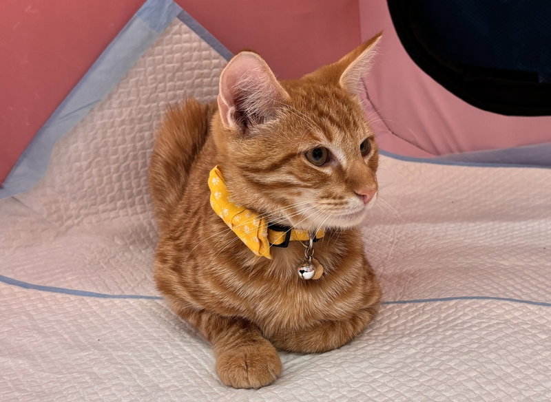 Timmy, a male kitten up for adoption