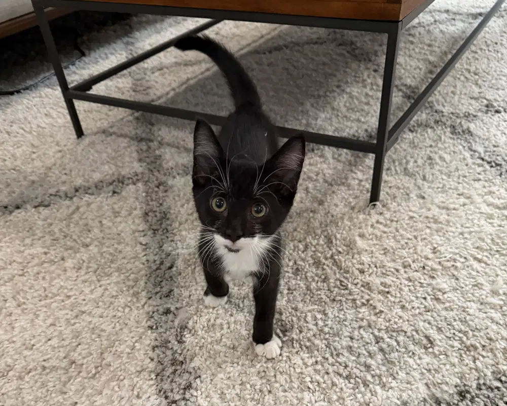 Bruce - Domestic Short Hair