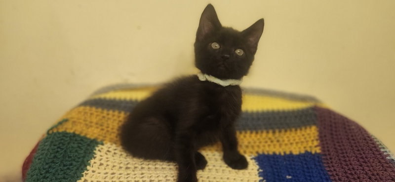 Nike, a male kitten up for adoption