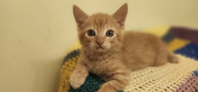 Hoka, a male kitten up for adoption