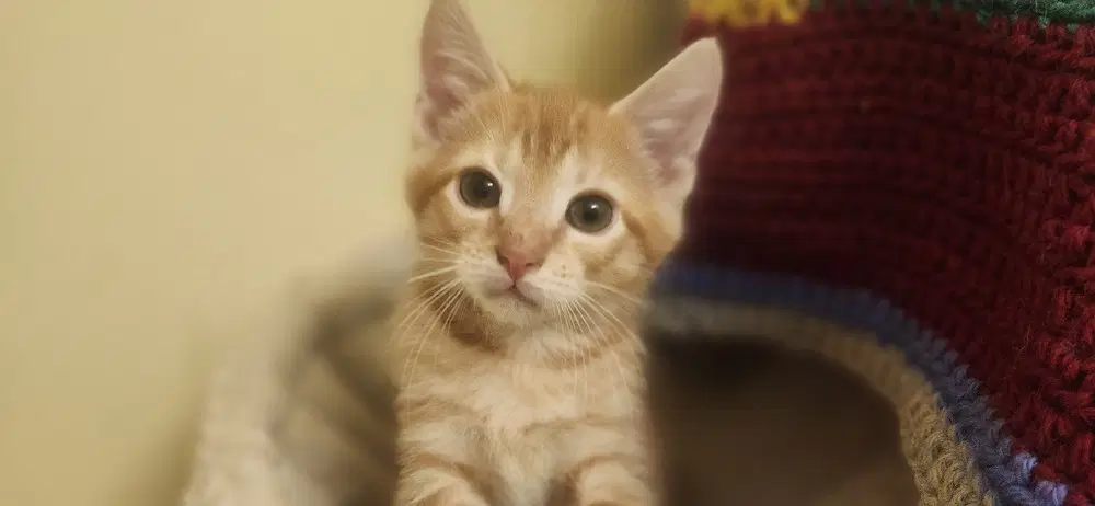 Asic - Domestic Short Hair
