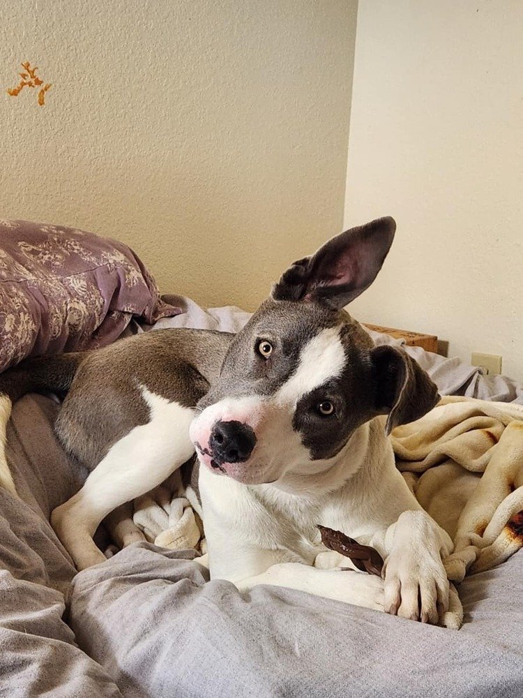 adoptable Dog in Albuquerque, NM named Rooben