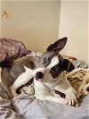 adoptable Dog in , NM named Rooben