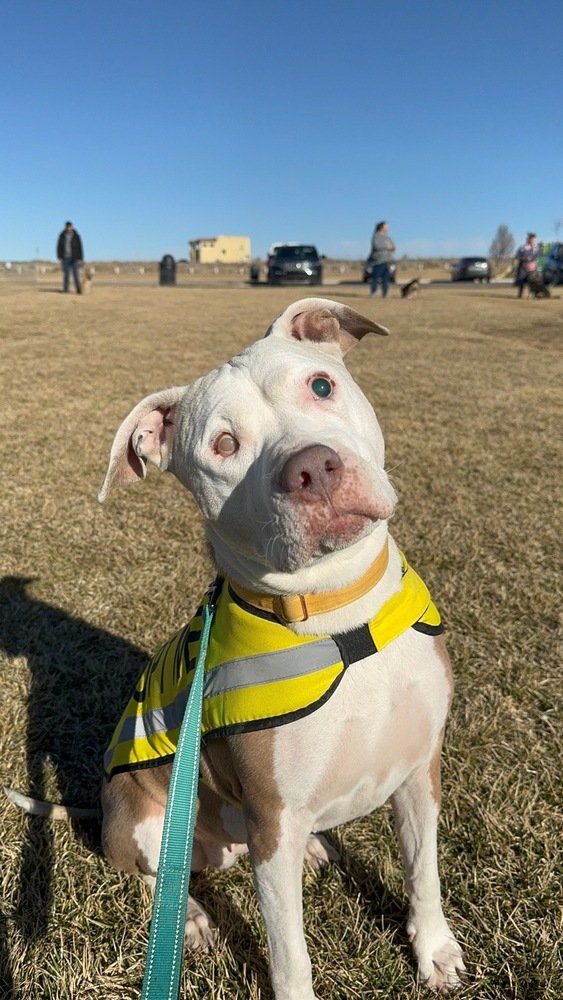 adoptable Dog in Albuquerque, NM named Mable