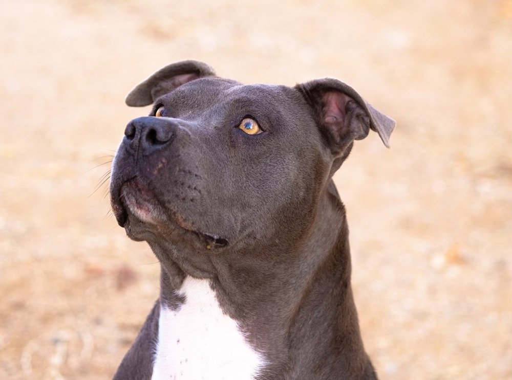 adoptable Dog in Albuquerque, NM named Neena