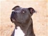 adoptable Dog in , NM named Neena