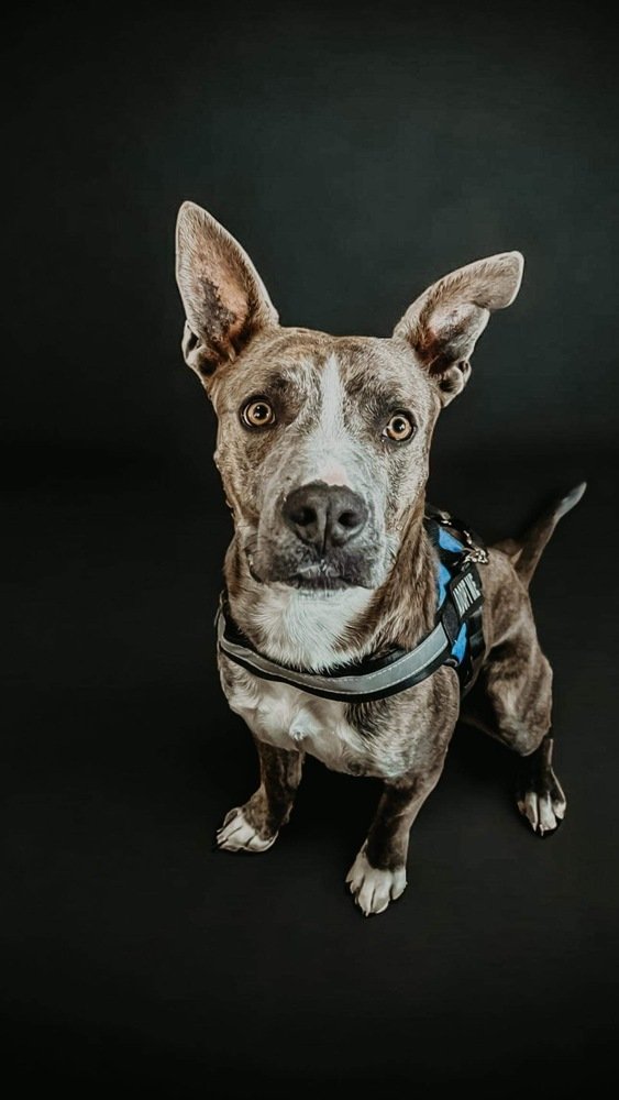adoptable Dog in Albuquerque, NM named Olver