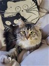 adoptable Cat in , NM named Willow