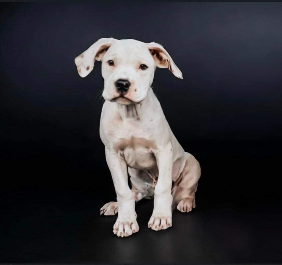 adoptable Dog in Albuquerque, NM named Boo