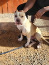 adoptable Dog in  named Tyson