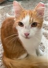 adoptable Cat in pensacola, FL named Mellow