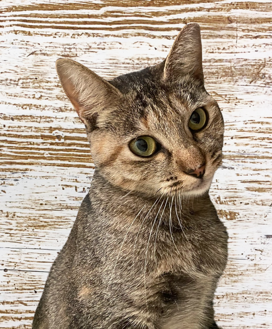 adoptable Cat in Pensacola, FL named Sansa S