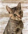 adoptable Cat in pensacola, FL named Sansa S