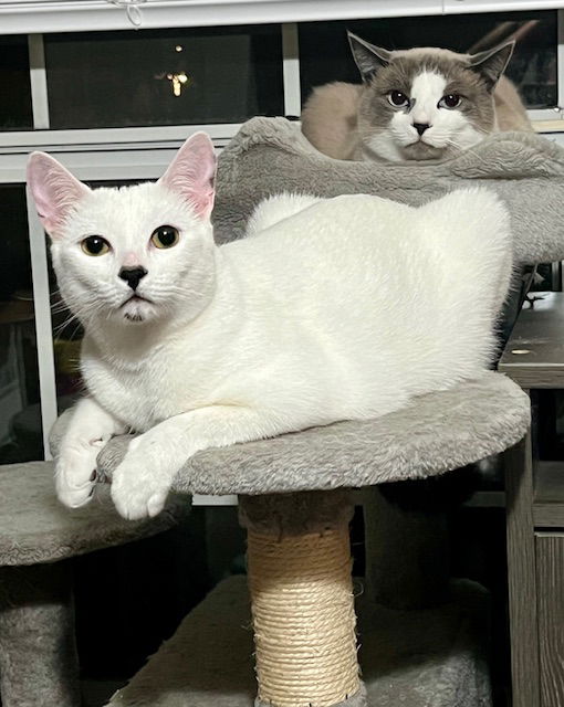 adoptable Cat in Panama City Beach, FL named Gidget and Ash