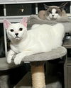 adoptable Cat in  named Gidget and Ash