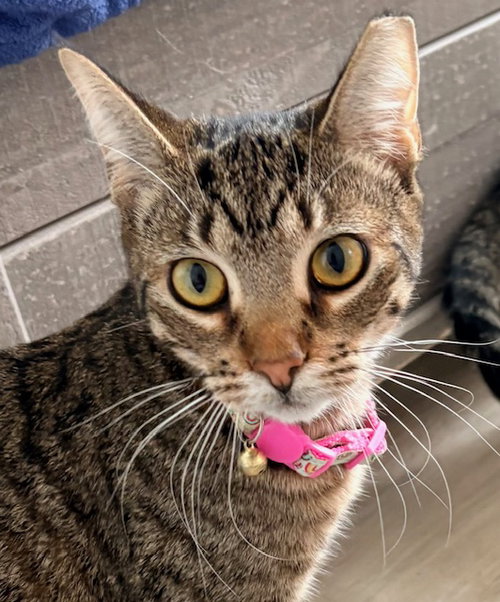 picture of the cat needing adoption