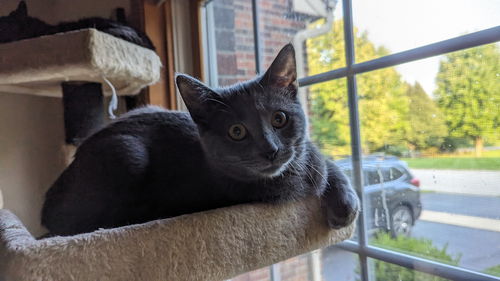 Petunia