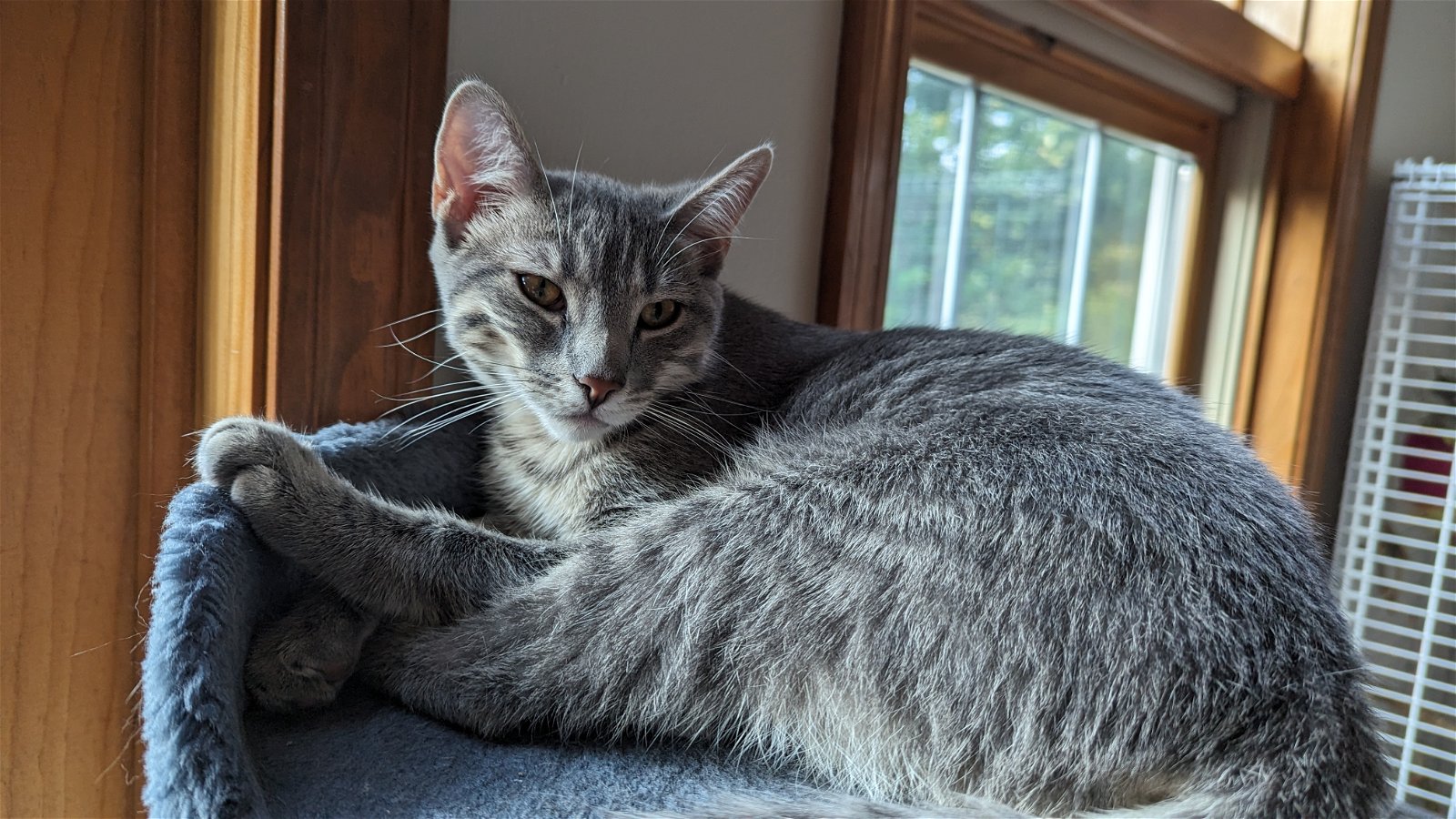 adoptable Cat in Hinckley, IL named Lily