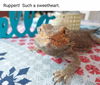 Rupert