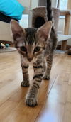 Pete