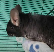 Darwin