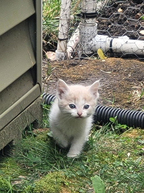 chico