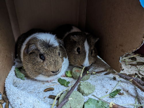 Kirby and Cannoli