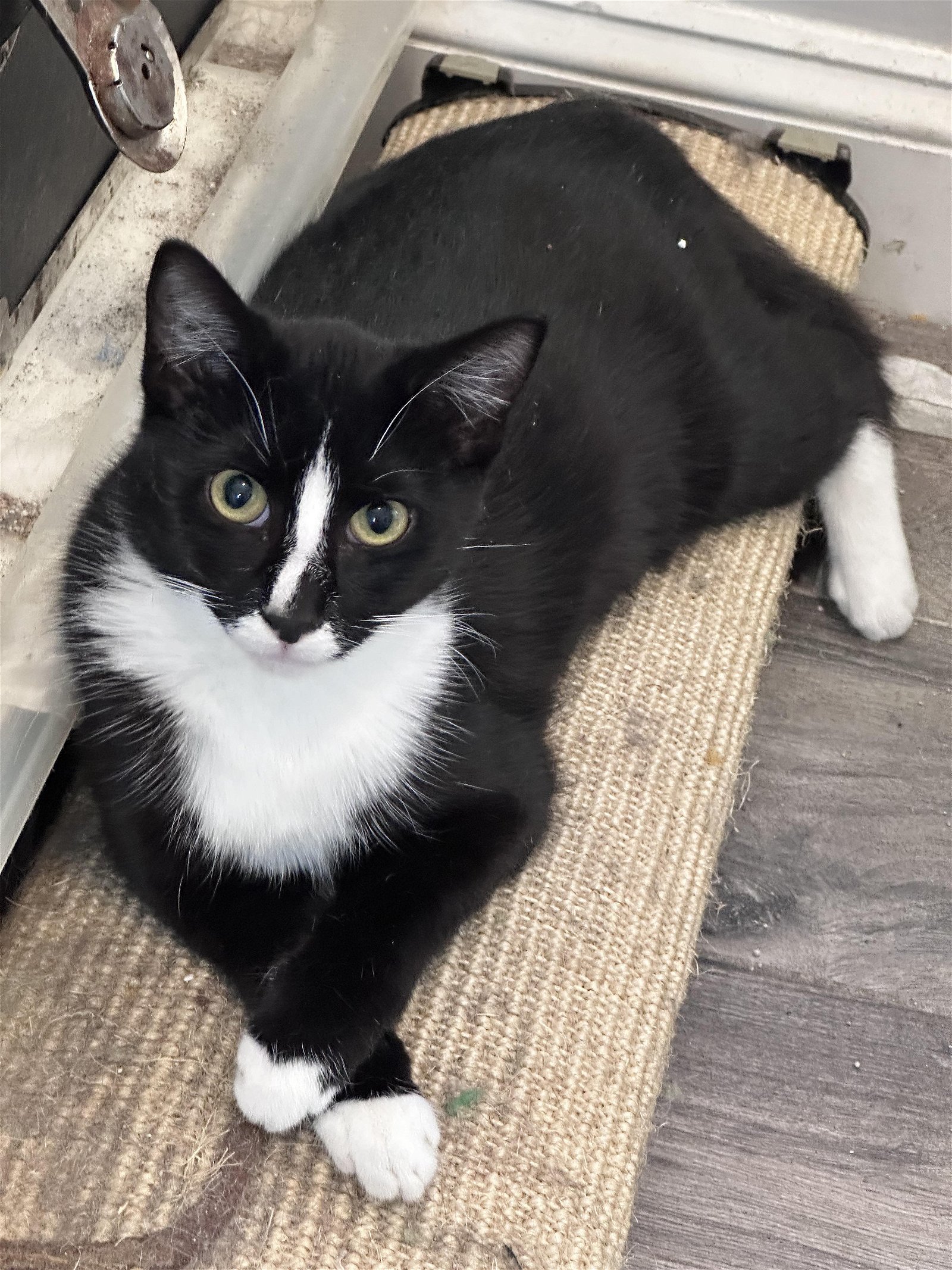 adoptable Cat in Hinckley, IL named Mac