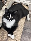 adoptable Cat in , IL named Mac